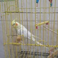 عروس هلندی مرغ عشق وسهره