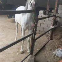 فروش اسب مادیون یکسر