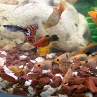 ماهی اکواریومی|ماهی|اهواز, اهواز|دیوار