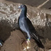 پرشی|پرنده|فیروزه, |دیوار