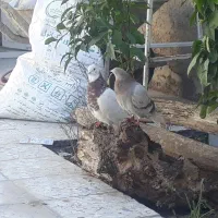 کبوتر|پرنده|ایذه, |دیوار