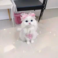 راهنمایی کسانی که پت دارن