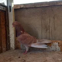 کفتر دوتا ماده انگلیسی|پرنده|ری, سرتخت|دیوار