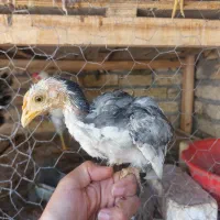 مرغ خروس نیمچه گلین|حیوانات مزرعه|اصفهان, باغ فردوس|دیوار