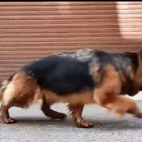 سگ ژرمن ماده