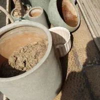 یک عدد گلدان بزرگ|گل و گیاه طبیعی|تهران, محمودیه|دیوار