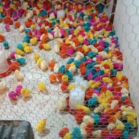 جوجه رنگی|حیوانات مزرعه|کرج, کوی امامیه|دیوار