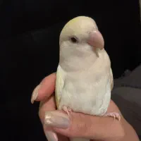 طوطی برزیلی ماده آماده