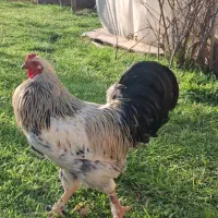 خروس برهما بزرگ