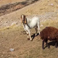 نر بز نژدی|حیوانات مزرعه|بروجرد, |دیوار