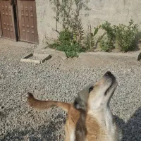 فروش سگ سرابی اصیل|سگ|پاکدشت, پاکدشت (مامازند)|دیوار