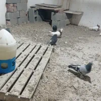 ۳۰عدد ترکیه