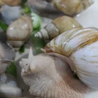 حلزون نژاد دار کلی و جزئی رایگان