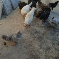 27عدد مرغ و2عدد غاز|حیوانات مزرعه|کوهرنگ, |دیوار