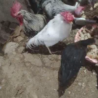جوجه گلین خروس