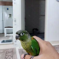 گرینچیک رنگ خاص با قفس