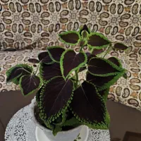 گل حسن یوسف زیبا پهن‌برگ|گل و گیاه طبیعی|کرمانشاه, |دیوار