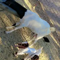 بز دو کهره و یک بز با یک کهره و نری|حیوانات مزرعه|جیرفت, |دیوار