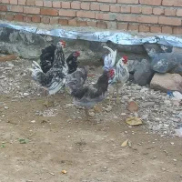 ۷عدد خروس گلین