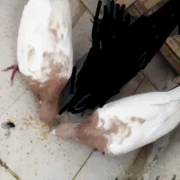 کفتر سینه سیاه و قهوه ای|پرنده|رباط‌کریم, مسکن مهر آبشناسان|دیوار