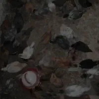 جوجه محلی تخمی وگوشتی یک ماه