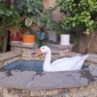قوغاز