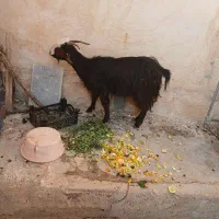 تیربز ترکی|حیوانات مزرعه|مسجد سلیمان, |دیوار