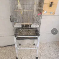 جفت عروس هلندی مولد با دوتا جوجه