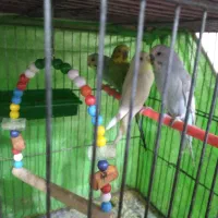 مرغ عشق فروشی|پرنده|رفسنجان, |دیوار