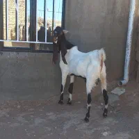 بز نربز جوان یکسال گوش بالای ۵۰ بسیار تیز وشر|حیوانات مزرعه|تربت جام, کاریز نو سفلی|دیوار