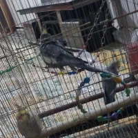 سه تاعروس هلندی