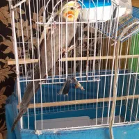 جوجه نر حدوده ۱۰ ماهه ، بسیار مست و ماده دوست