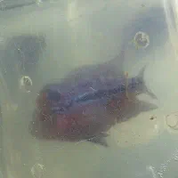 فروش فلاورهورن فلاور سوپر رد