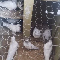 کفتر|پرنده|بروجن, |دیوار