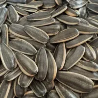 تخمه پاک کردن آفتابگردان و کدو