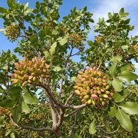 سرمایهگذاری کم و درآمد میلیاردی|گل و گیاه طبیعی|یاسوج, |دیوار