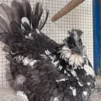 تخم مرغ گلین طوسی|حیوانات مزرعه|فیروزآباد (فارس), |دیوار