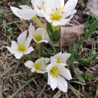 تدریس کل دروس ابتدایی به طور حرفه ای