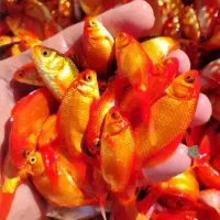 ماهی عید عمده