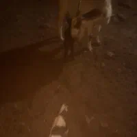 یک عدد بز زاییده دو قلو|حیوانات مزرعه|سبزوار, قصبه غربی|دیوار