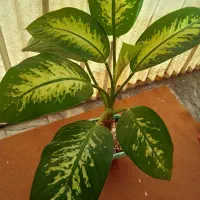 گلهای طبیعی باقیمت مناسب