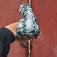کبوتر