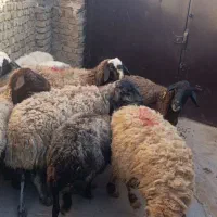 ییلاقی|حیوانات مزرعه|قزوین, |دیوار