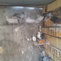 پرنده|پرنده|آبدانان, |دیوار