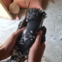 کبوتر گوره ای|پرنده|برازجان, |دیوار