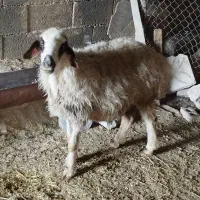 بز دوقولوزا با جفت کهره نر  شیشک زه نکرده آبستن|حیوانات مزرعه|مرودشت, علی‌آباد‎|دیوار