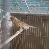 قناری نر سرخ مست