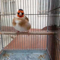 سهره بهاره سفت خون دهن دار گلبسر دهن سهره