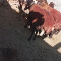 بره ماده گله گرد میش بز