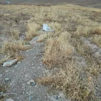 زمین باغی معاوظع هم دارم|فروش خانه و ویلا|قروه, |دیوار